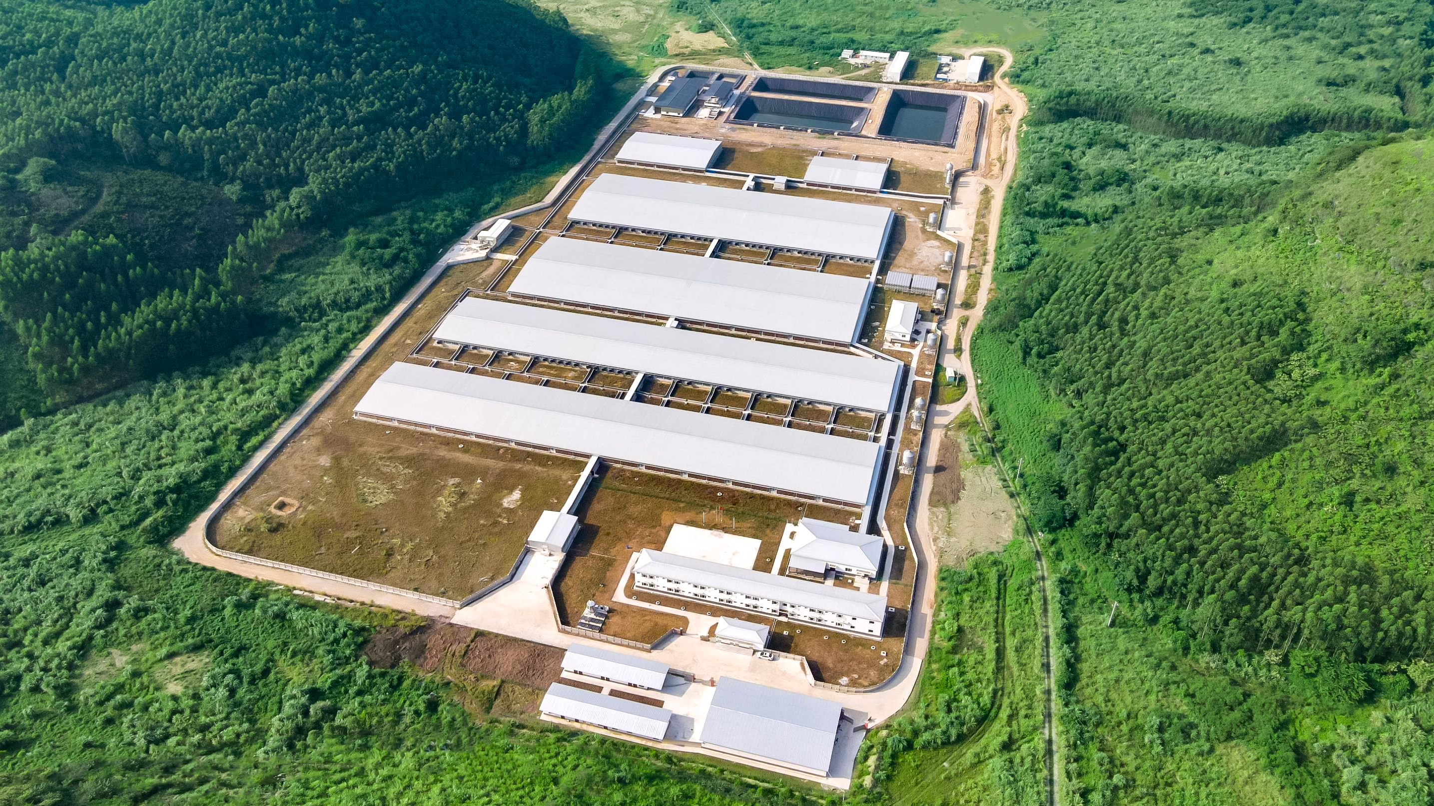 又一個EPC項目通過驗收！揭秘正大高標準種豬場的建造細節(jié)